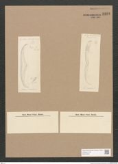 Diatomeae indet. Zeichnungen Sammlung Grunow Nr. 3323 (NHMW-BOT-W0370824)